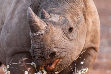 Even black rhinos have a social life! - Elela Africa Travel