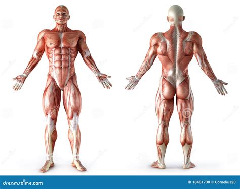 Anatomy, muscles stock illustration. Illustration of education - 18401738