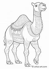 Camel Coloring Page » Free Download Artus Art sketch template