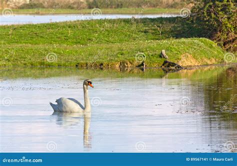 Wild Swan in Its Natural Habitat Stock Image - Image of swim, beauty ...