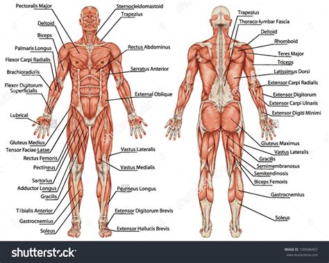 Image result for muscle diagram of male body | Muskeln des menschlichen ...