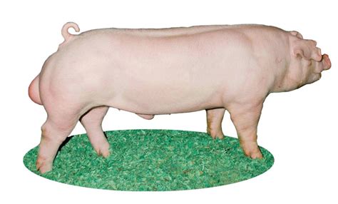 Top Eight Major Swine Breeds - Pork Checkoff