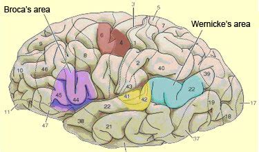 THE BRAIN FROM TOP TO BOTTOM