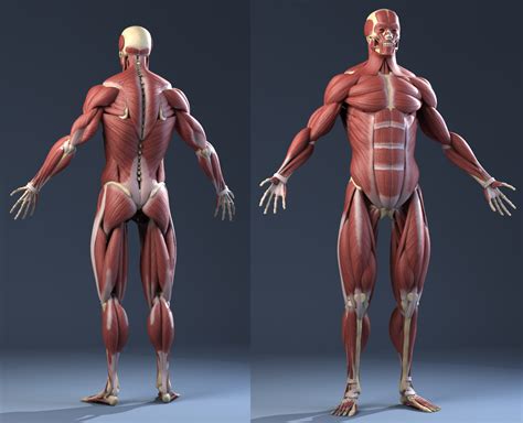 Male Anatomy(muscles,skeleton) 3D Model