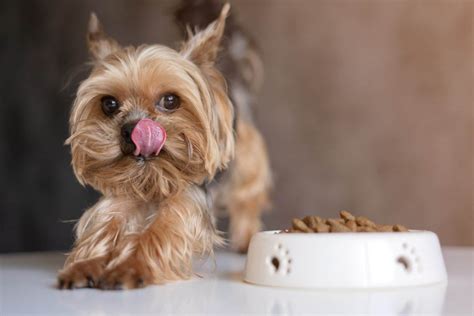 The 11 Best Puppy Foods for Small Breeds