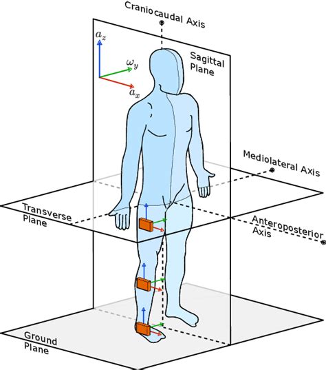 Anatomical human body planes, cf. Wikimedia Commons (2014). Sensors at... | Download Scientific ...