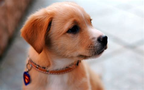 attractive cute beautiful puppies pictures Nice Wallpapers, Animals, 3D ...