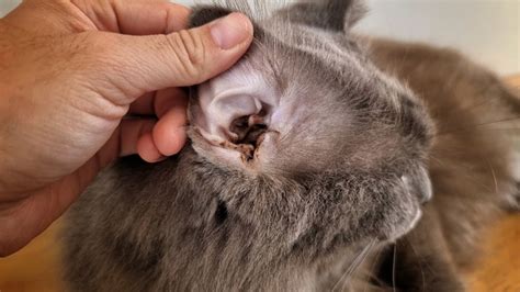 Ear Infections in Cats - Vet Reviewed Causes, Signs & Treatments | Hepper