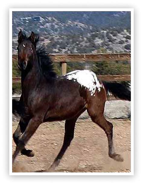 Tiger Horse Breed Registry | Spotted Breed of Horse | Tigre