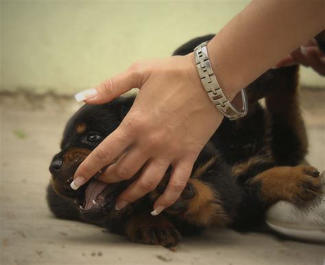 How To Stop Puppy Biting | A-Love-Of-Rottweilers