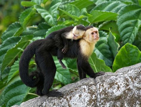 Capuchin monkey | Primate Behavior & Diet | Britannica