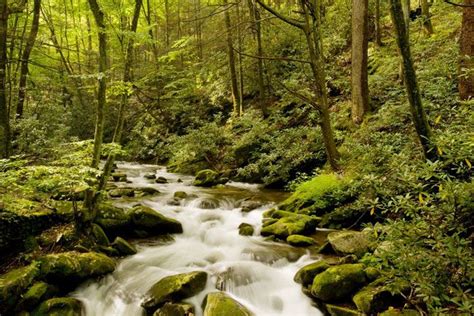 Deciduous forests have at least three layers. The tallest trees make up the canopy. Saplings and ...