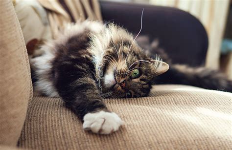 What Are Cat Pheromones and How Do They Work? | Comfort Zone