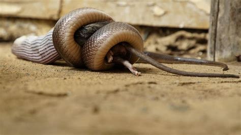 Mamba Mayhem Photos - Snakes in the City - National Geographic Channel - Middle East - English