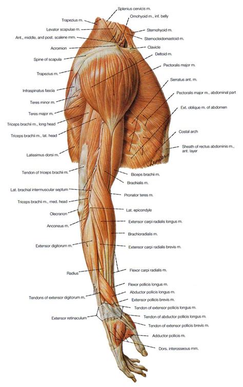 All Arm Muscles Names / Photo of Arm Muscle model with outlined and named muscles ... / Lateral ...