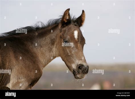 Quarter Horse Foal Stock Photo - Alamy