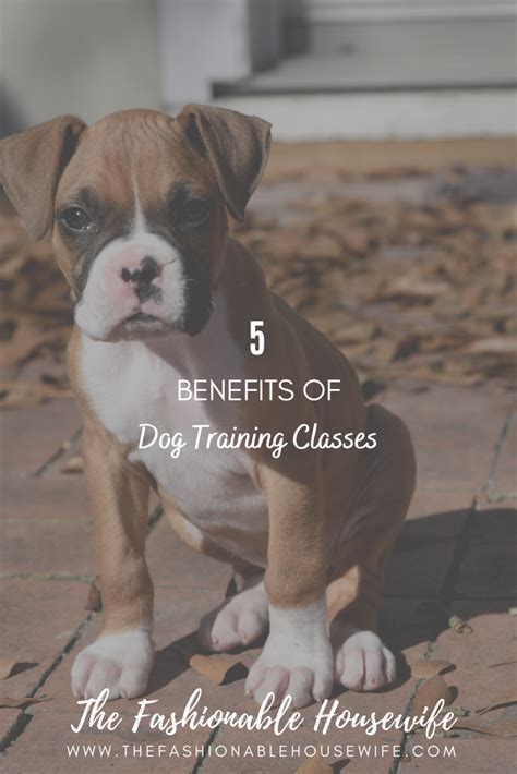 5 Benefits Of Dog Training Classes • The Fashionable Housewife