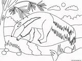 Anteater Animal Simple Coloring Page Printable sketch template