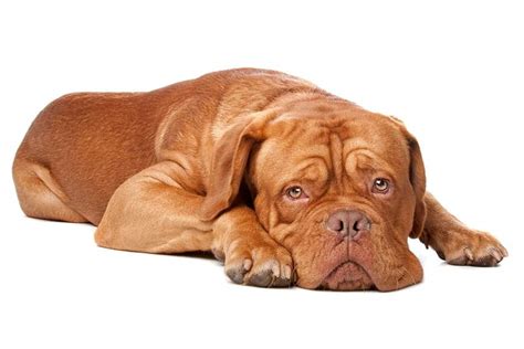 Dogue de Bordeaux - Breed Stats and Complete Details