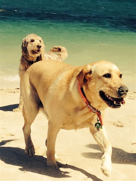 Beach time | Labrador retriever, Beach time, Dogs