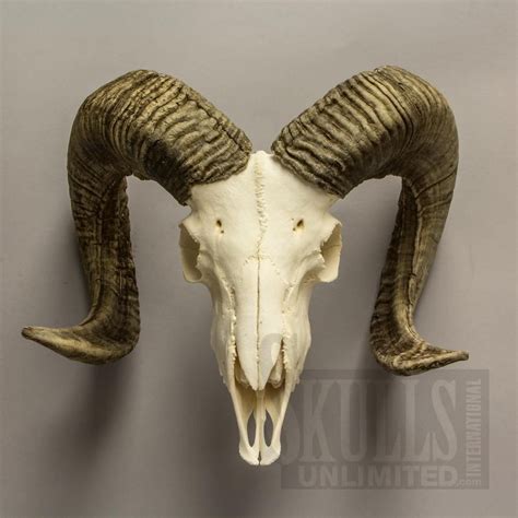 animal skulls | Animal skulls, Sheep skull, Goat skull