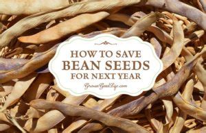 How to Save Bean Seeds to Plant Next Year