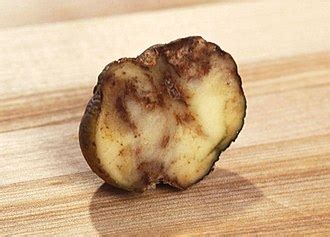 Potato - Wikipedia