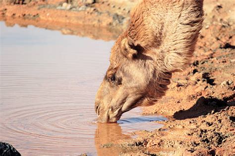 Thirsty Camel Drinking Desert Stock Photos, Pictures & Royalty-Free Images - iStock