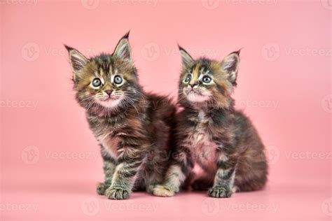 Maine coon tortoiseshell kittens 13031786 Stock Photo at Vecteezy