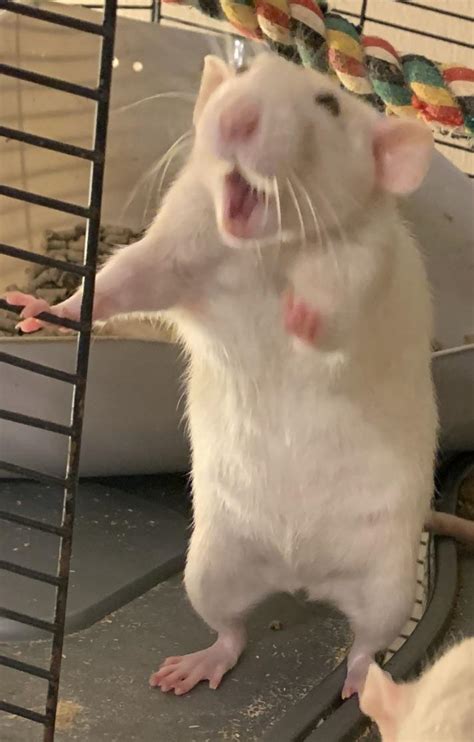 She’s laughing at you : r/RATS