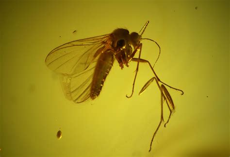 Detailed Fossil Fly (Diptera) In Baltic Amber (#145475) For Sale ...