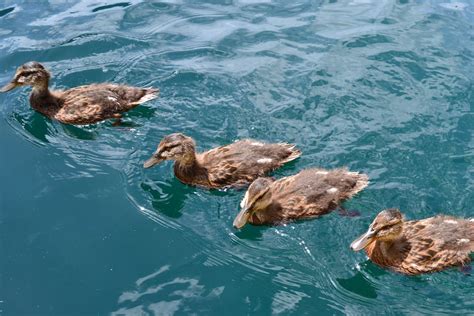 Free stock photo of chick, duck swimming, ducks