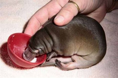 This looks like a baby hippo at first, but its a platypus! Definitely the perfect size pet. Plus ...