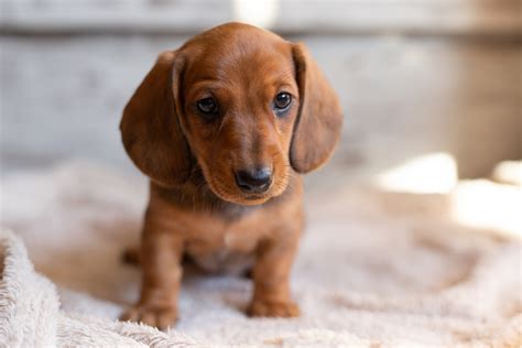 Internet in Stitches at Why 'Diva' Dachshund Wouldn't Survive in the ...