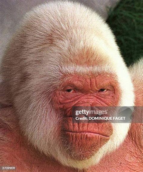 136 Albino Gorilla Stock Photos, High-Res Pictures, and Images - Getty Images