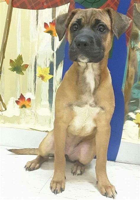 Adopt boxer/mastiff pups on Petfinder | Boxer mix puppies, Mastiff puppies, Pitbull mix puppies