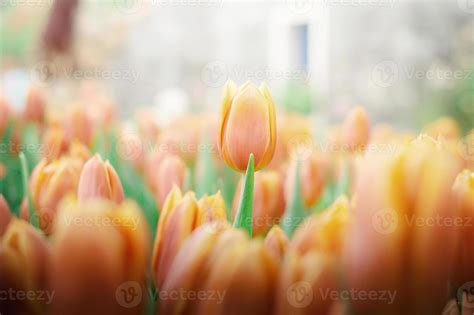 Close up of orange tulip in the garden 11365968 Stock Photo at Vecteezy