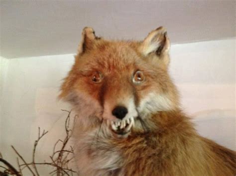 Badly stuffed foxes | Bad taxidermy fox, Bad taxidermy, Taxidermy