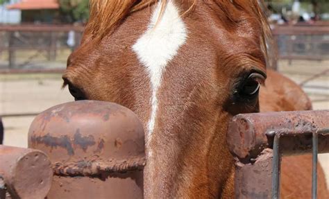 Horse Show Highlights Today's Laramie County Fair Schedule