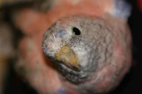 My rosy bourke parakeet Jesse - he often looks up at me like this... seems like he's saying "Mom ...