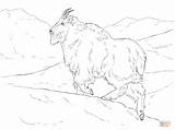 Realistic Mountain Goat coloring Page  Free Printable Coloring Pages sketch template