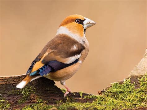 Hawfinch Bird Facts (Coccothraustes coccothraustes) | Birdfact