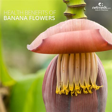 Banana Flower: The Superfood You Haven't Heard Of (2024)