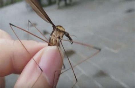 largest mosquito of the world has been kept in a museum of China | पोटेशियम साइनाइड से कम नहीं ...