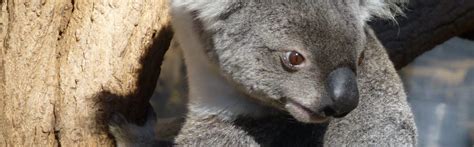 Koala – FaunaFocus
