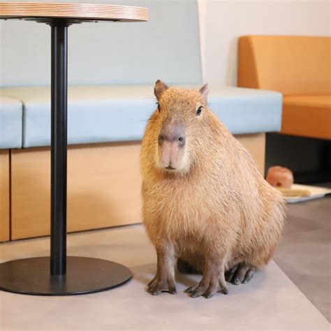 cafe capyba カピバラカフェ( capybara cafe in Tokyo）東京都墨田区