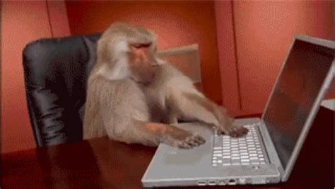 "Mom, how do I insurance?" | Monkey gif, Monkeys funny, Giphy