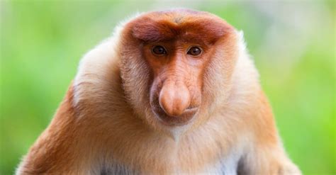 10 Incredible Proboscis Monkey Facts - AZ Animals