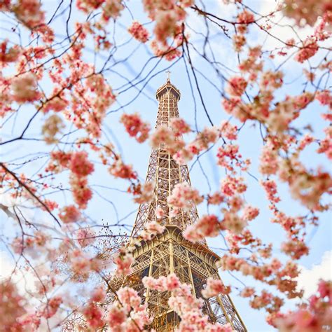 Cherry Blossoms, Paris, France by David Burdeny - Susan Spiritus Gallery