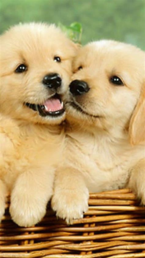 Cute puppies Wallpaper for mobile phone, tablet, desktop computer and ...